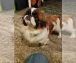 Small #4 Pekingese