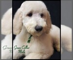 Small Photo #21 Poodle (Standard) Puppy For Sale in MANCHESTER, MI, USA