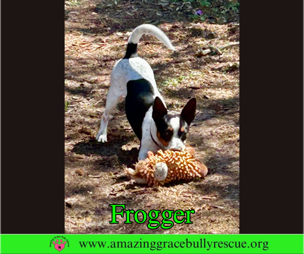 Medium Photo #4 Jack Russell Terrier-Unknown Mix Puppy For Sale in Milton, FL, USA