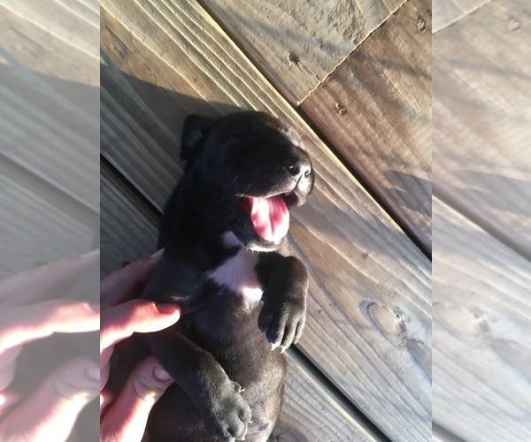 Medium Photo #3 Great Dane Puppy For Sale in RDG MNR EST, FL, USA