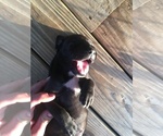 Small Photo #3 Great Dane Puppy For Sale in RDG MNR EST, FL, USA