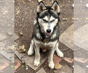 Siberian Husky Dogs for adoption in San Antonio, TX, USA