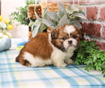 Small #14 Shih Tzu