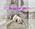 Small Photo #82 Sheepadoodle Puppy For Sale in LEHI, UT, USA