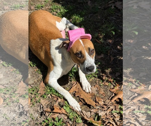 Medium Photo #1 Mutt Puppy For Sale in Holly Springs, NC, USA