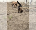 Small Photo #3 Belgian Malinois Puppy For Sale in SQUAW VALLEY, CA, USA