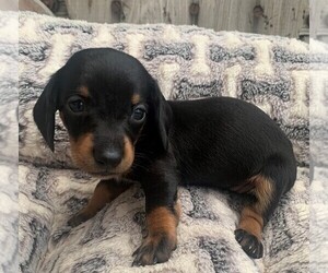 Dachshund Puppy for sale in ROWLEY, MA, USA