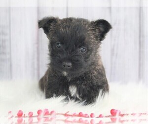 Cairn Terrier Puppy for sale in APPLE CREEK, OH, USA