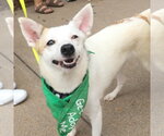 Zinni - Female Mutt Dog for Adoption - Small photo