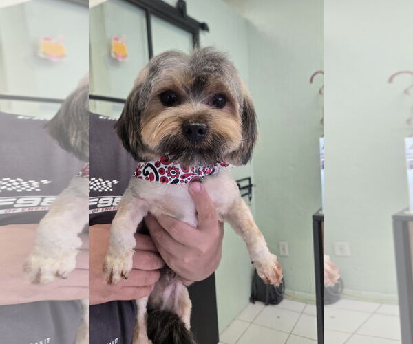 Medium Photo #1 Mutt Puppy For Sale in Miami, FL, USA