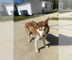 Siberian Husky Dogs for adoption in Forestville, MD, USA