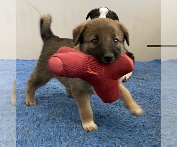 Medium Photo #1 Border Collie Puppy For Sale in MINNEAPOLIS, MN, USA