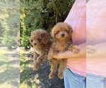 Small Poodle (Miniature)