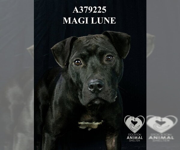 Medium Photo #2 Mutt Puppy For Sale in Stockton, CA, USA