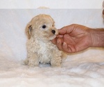 Small #12 Poodle (Toy)