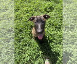 Small #2 Holland Shepherd-Plott Hound Mix