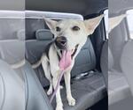 Small German Shepherd Dog Mix