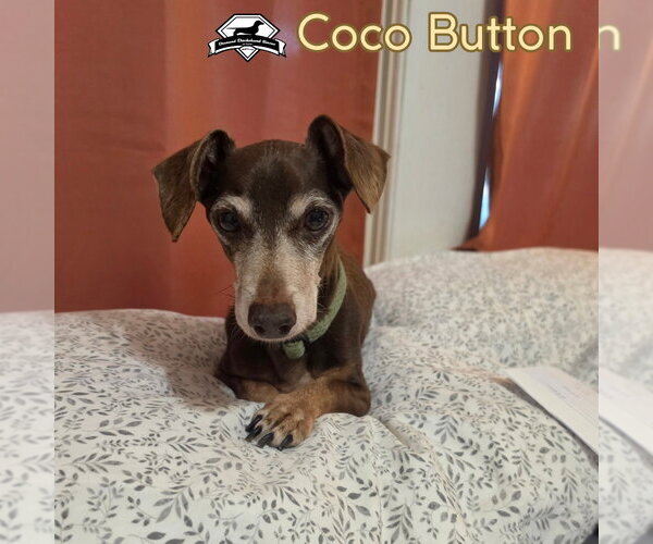 Medium Photo #4 Dachshund Puppy For Sale in San Antonio, TX, USA
