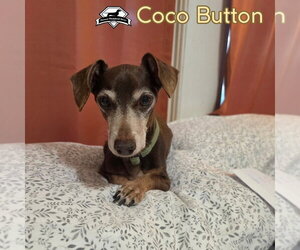 Coco Button - Male Dachshund Dog for Adoption - Photo #4