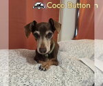 Small Photo #4 Dachshund Puppy For Sale in San Antonio, TX, USA