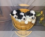 Small Photo #1 Zuchon Puppy For Sale in BLOOMFIELD, IN, USA