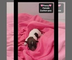 Small #1 Poodle (Toy)-Zuchon Mix