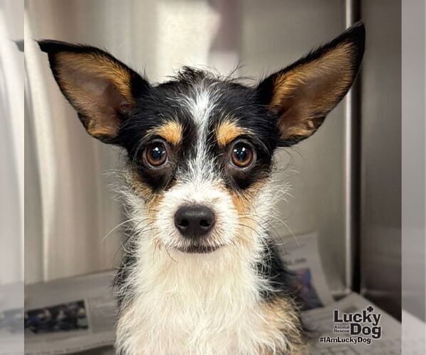 Medium Photo #2 Jack Chi Puppy For Sale in Washington, DC, USA
