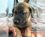 Puppy Puppy 4 Belgian Malinois-Boerboel Mix