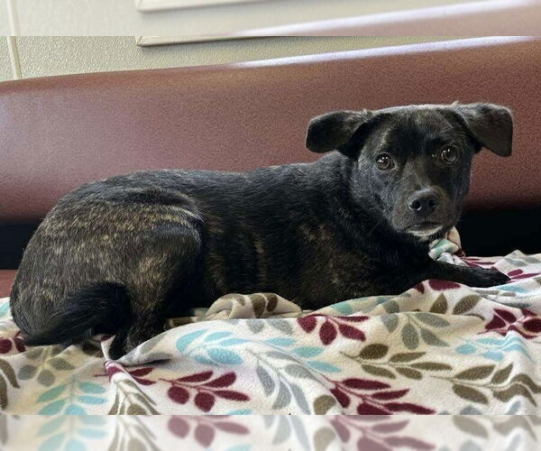 Medium Photo #7 Boglen Terrier Puppy For Sale in Osgood, IN, USA