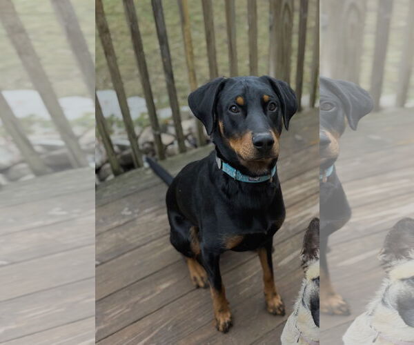 Medium Photo #4 Doberman Pinscher-Unknown Mix Puppy For Sale in Minneaoplis, MN, USA
