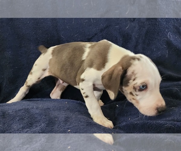 Medium Photo #25 Catahoula Leopard Dog Puppy For Sale in CUMBY, TX, USA