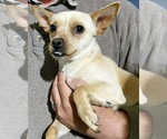Small #3 Chihuahua Mix