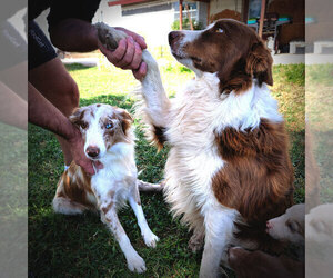 Father of the Border Collie puppies born on 11/24/2021