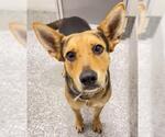 Small #1 German Shepherd Dog