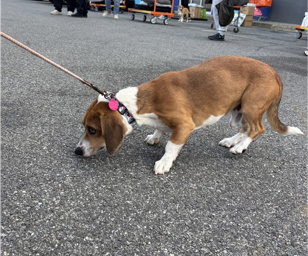 Medium Photo #2 Doxle Puppy For Sale in Brooklyn, NY, USA