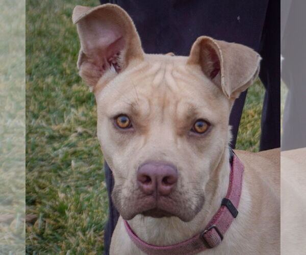 Medium Photo #5 American Staffordshire Terrier-Unknown Mix Puppy For Sale in Huntley, IL, USA