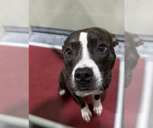 Labrador Retriever-Unknown Mix Dogs for adoption in Forestville, MD, USA