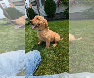 Golden Retriever Puppy for sale in GOSHEN, IN, USA