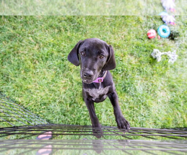 Medium Photo #4 Mutt Puppy For Sale in Mundelein, IL, USA
