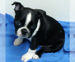 Boston Terrier Puppy for sale in CRKD RVR RNCH, OR, USA