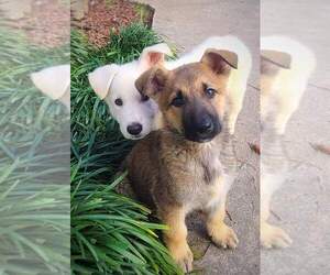 German Shepherd Dog Puppy for sale in HOLLAND, VA, USA