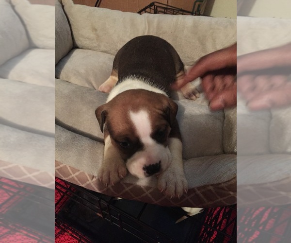 Medium Photo #1 American Pit Bull Terrier Puppy For Sale in BEAUMONT, TX, USA