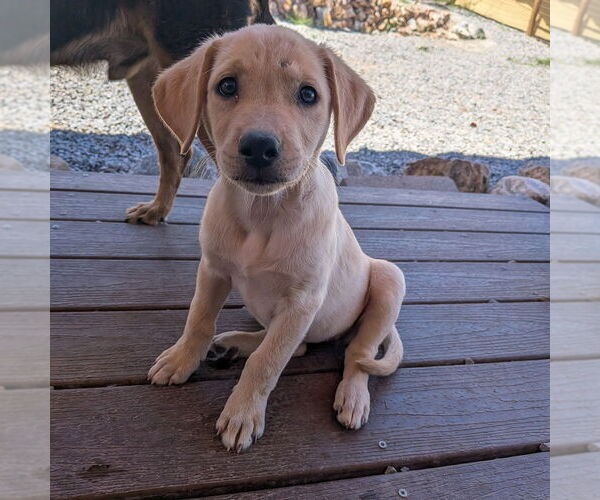 Medium Photo #12 Golden Retriever-Unknown Mix Puppy For Sale in Vail, AZ, USA