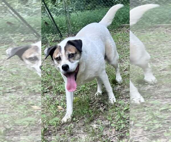 Medium Photo #6 Australian Shepherd-Unknown Mix Puppy For Sale in Munford, TN, USA