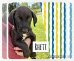 Small #1 Labrador Retriever Mix