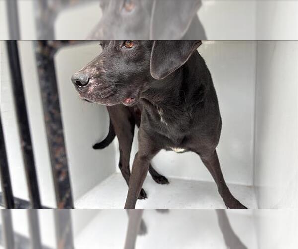 Medium Photo #1 Labrador Retriever-Unknown Mix Puppy For Sale in Houston, TX, USA