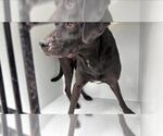 Small Labrador Retriever Mix