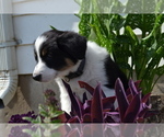Small Photo #6 Border Collie Puppy For Sale in GREENWOOD, WI, USA