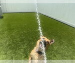 Small #5 German Shepherd Dog Mix