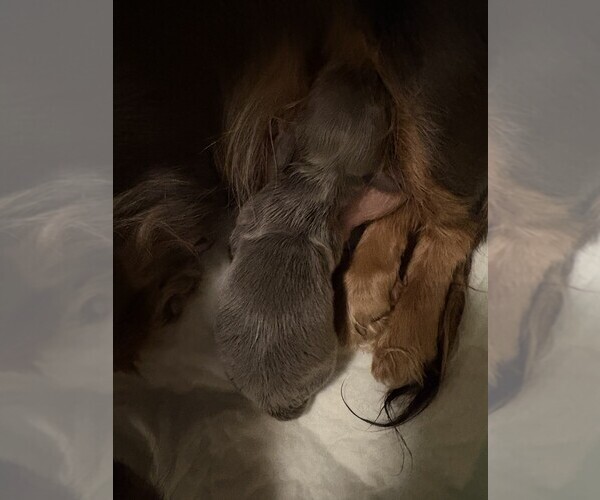 Medium Photo #5 Dachshund Puppy For Sale in BLAIRSVILLE, PA, USA